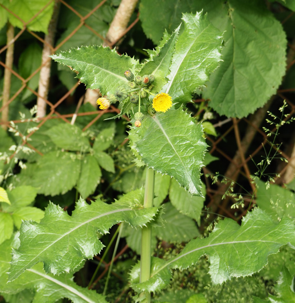 Raue Gänsedistel, Sonchus asper